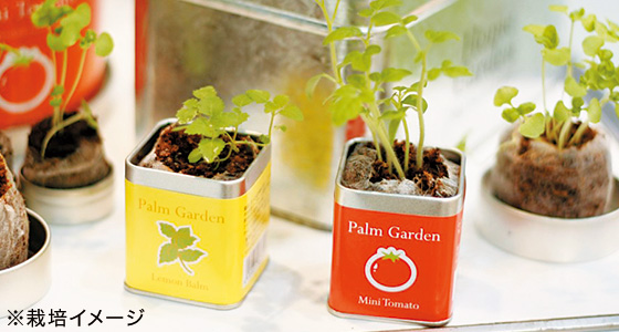 パームガーデン ワイルドストロベリー カタログギフトのリンベル 公式