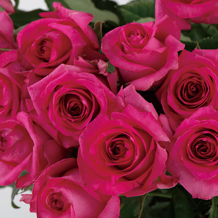 日本の極み　バラ花束　ピンク２０本セット