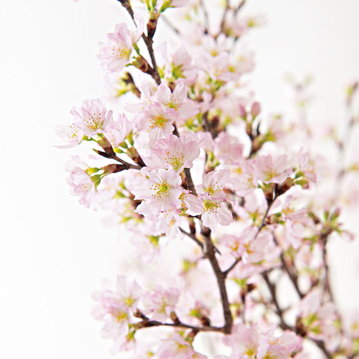 山形県産 啓翁桜（８０ｃｍ）（お届けは１２月２６日～１２月２９日）