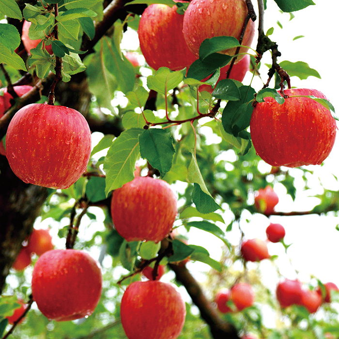 山形県天童市産 かたぎり農園 葉とらず無袋ふじりんご ２ｋｇ（お届けは１２月１日～１２月２０日）