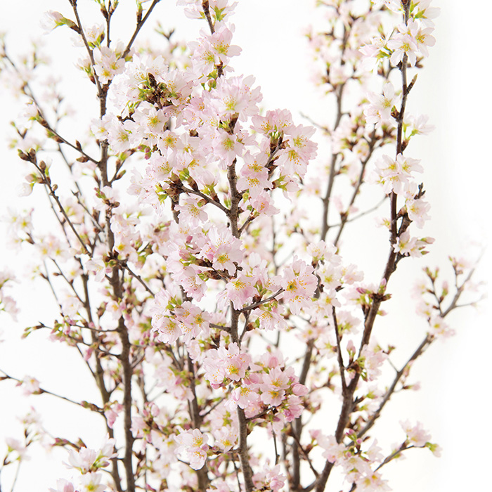 山形県上山市産 啓翁桜（極） （お届けは１月１５日～２月２８日）