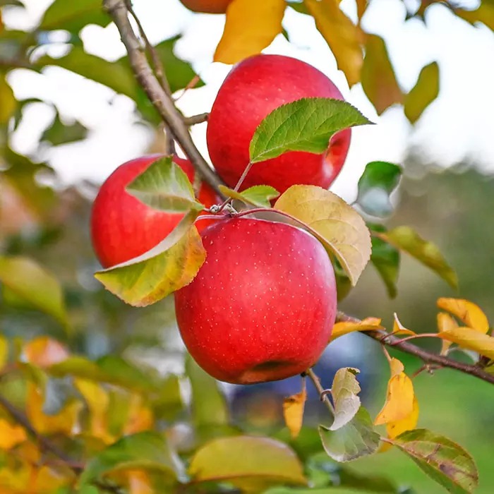 山形県米沢市産 紅玉りんご 2kg