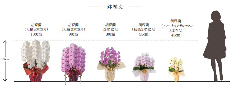 鉢植え